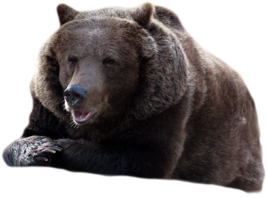 Bear PNG 12